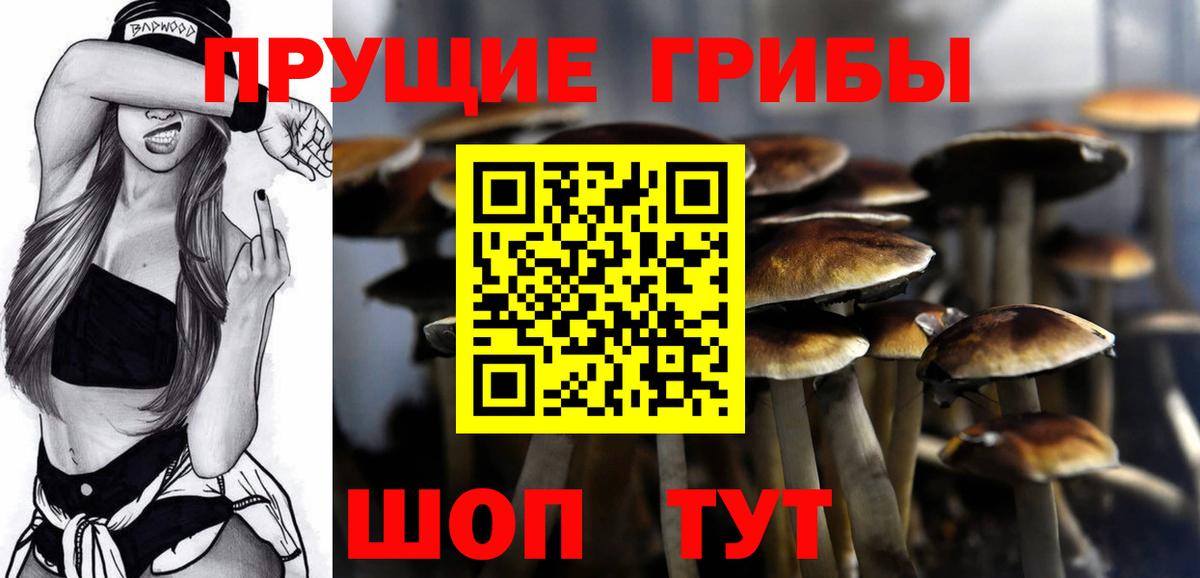 Псилоцибиновые грибы Psilocybe Ессентуки